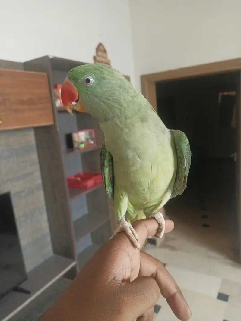Hand tamed Raw parrot — photo 3