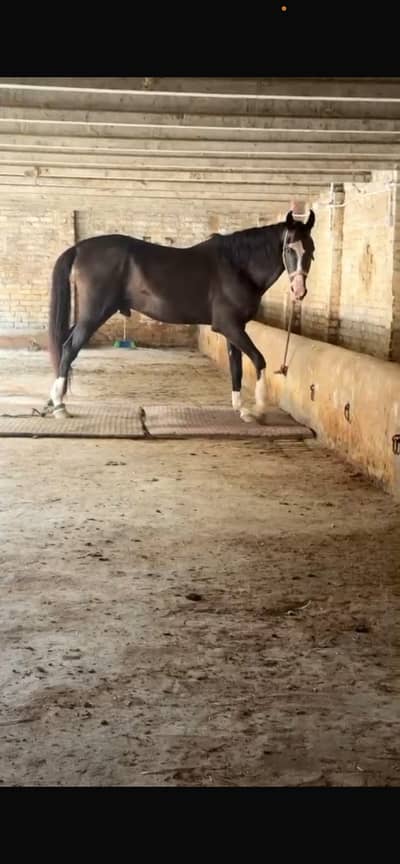 mushky ka bcha | horse | mushka horse | mushka ghora