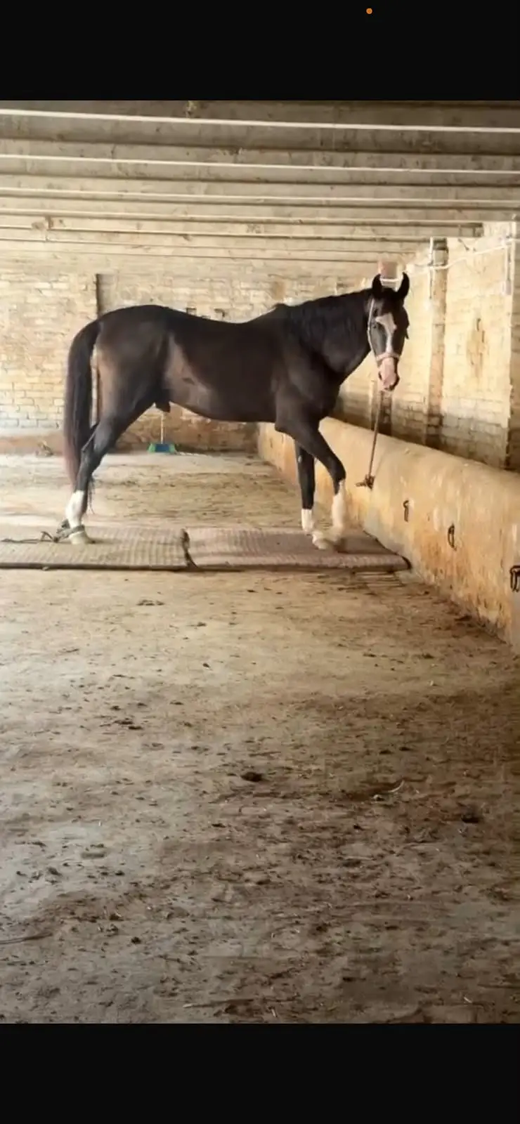 mushky ka bcha | horse | mushka horse | mushka ghora