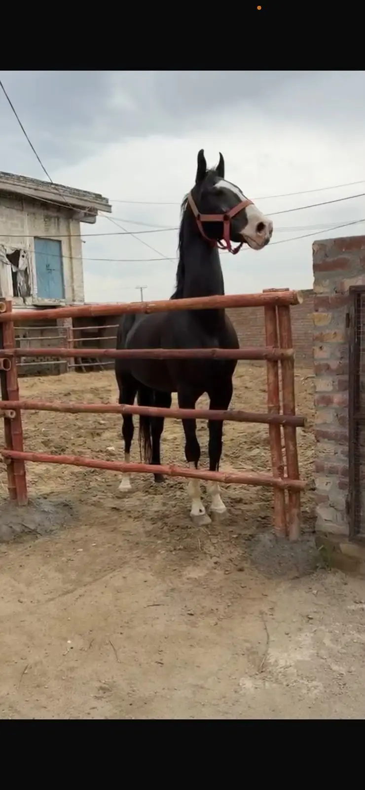 mushky ka bcha | horse | mushka horse | mushka ghora — photo 2