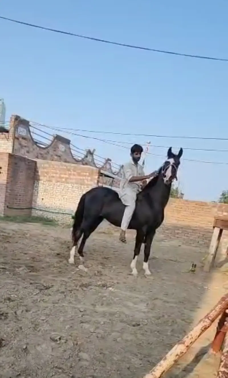 mushky ka bcha | horse | mushka horse | mushka ghora — photo 3