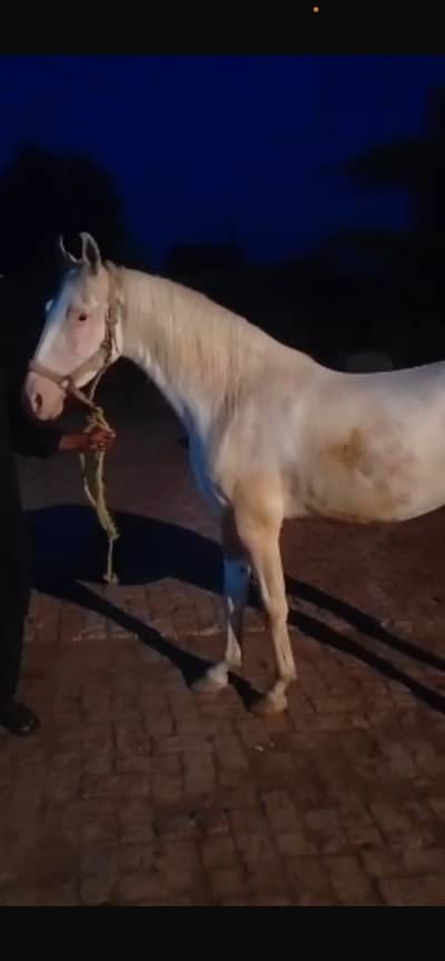 Nukri wacheri | white nukri wacheri | nukri ghori | horse | nukra