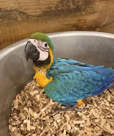 blue Macau parrot chicks for sale 0318/4281/412
