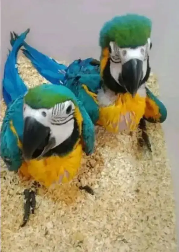 blue Macau parrot chicks for sale 0318/4281/412 — photo 2