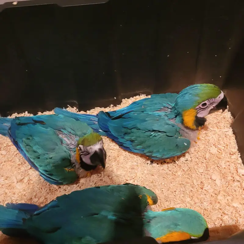 blue Macau parrot chicks for sale 0318/4281/412 — photo 3