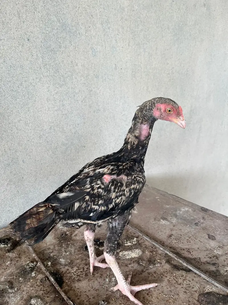 4 PURE ASEEL PATHA OR PATHIAN — photo 3