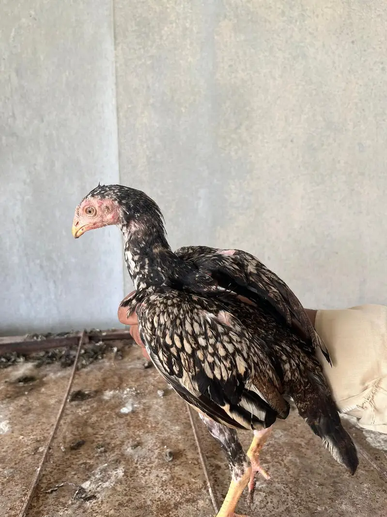 4 PURE ASEEL PATHA OR PATHIAN — photo 11