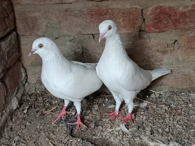 Patti wale two pair Totel praice