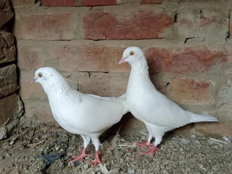 Patti wale two pair Totel praice — photo 2