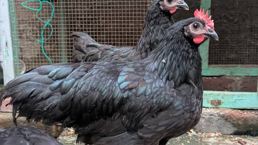 heritage chick's for sale