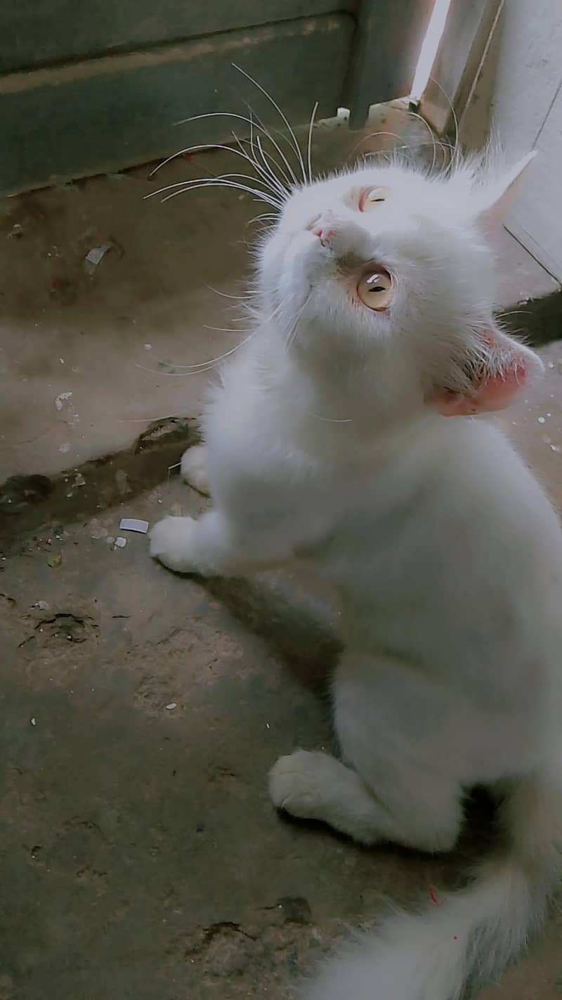 two code Persian cat 0