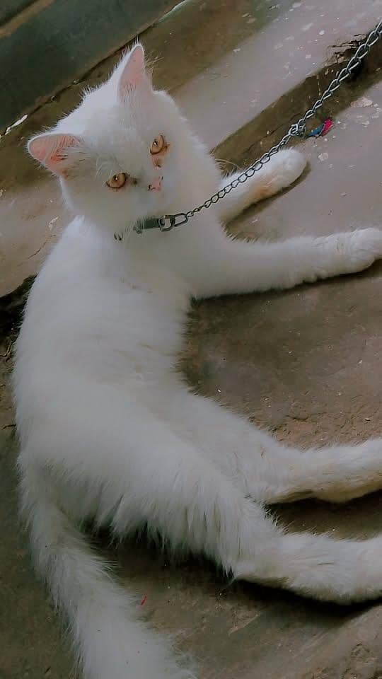 two code Persian cat 1