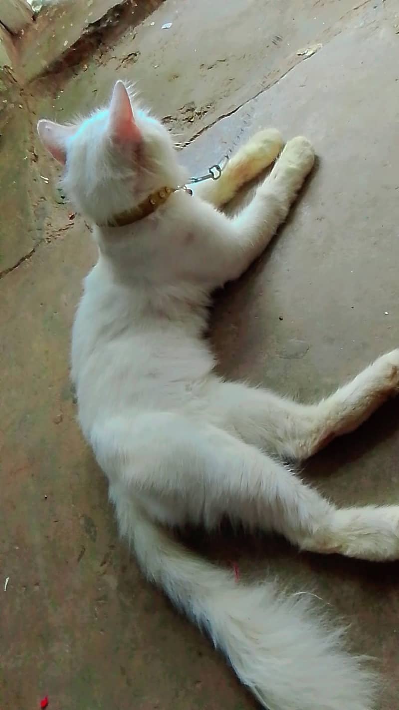 two code Persian cat 3