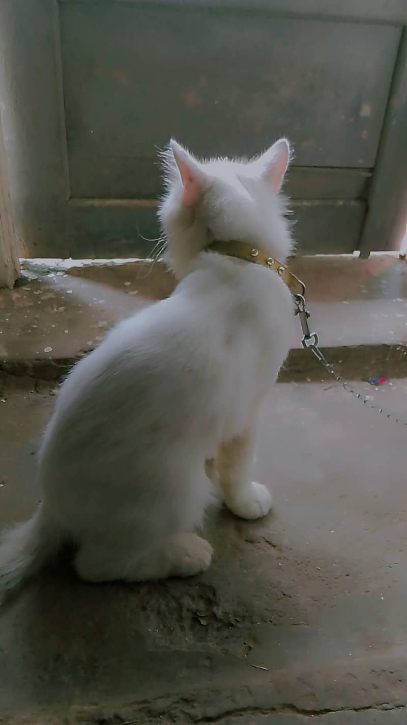 two code Persian cat 4