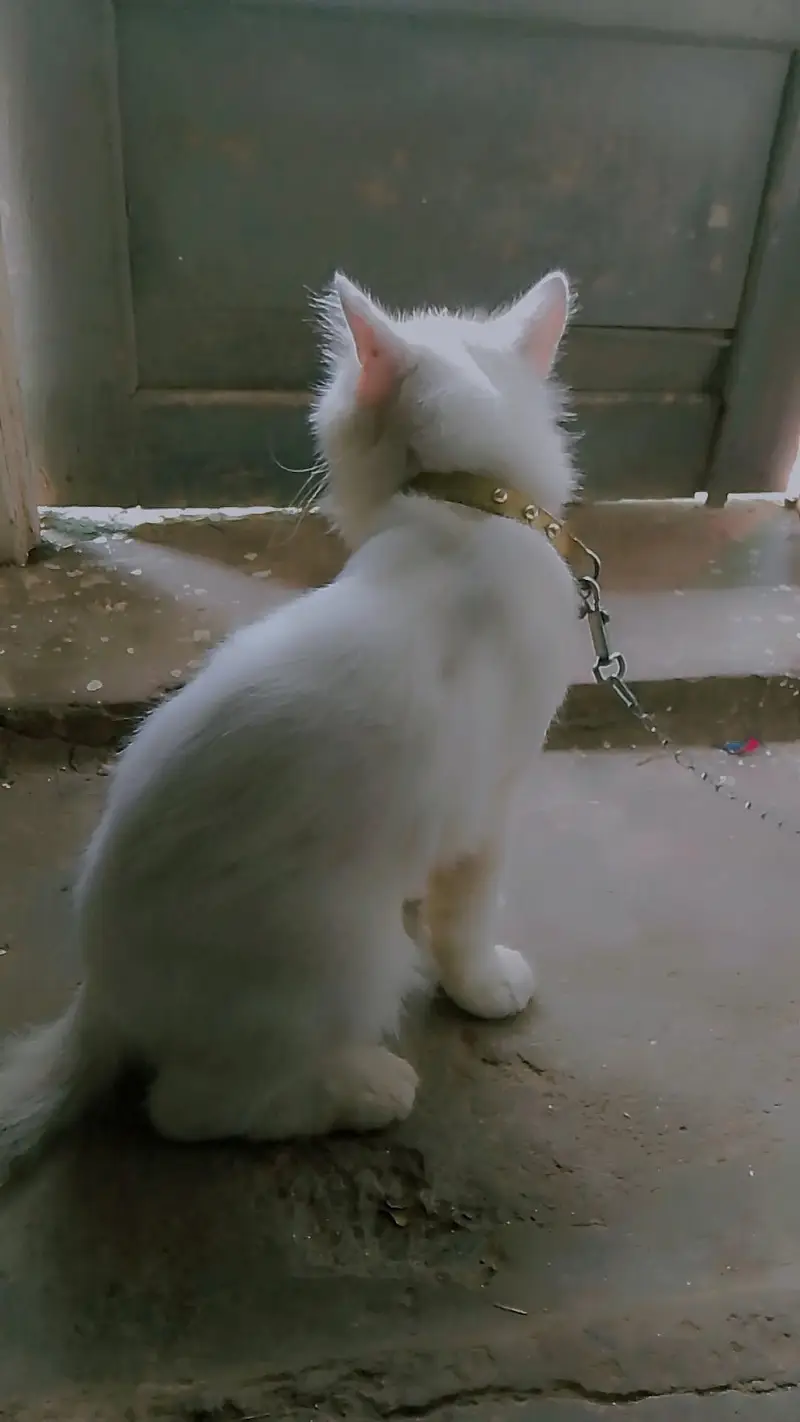 two code Persian cat — photo 5
