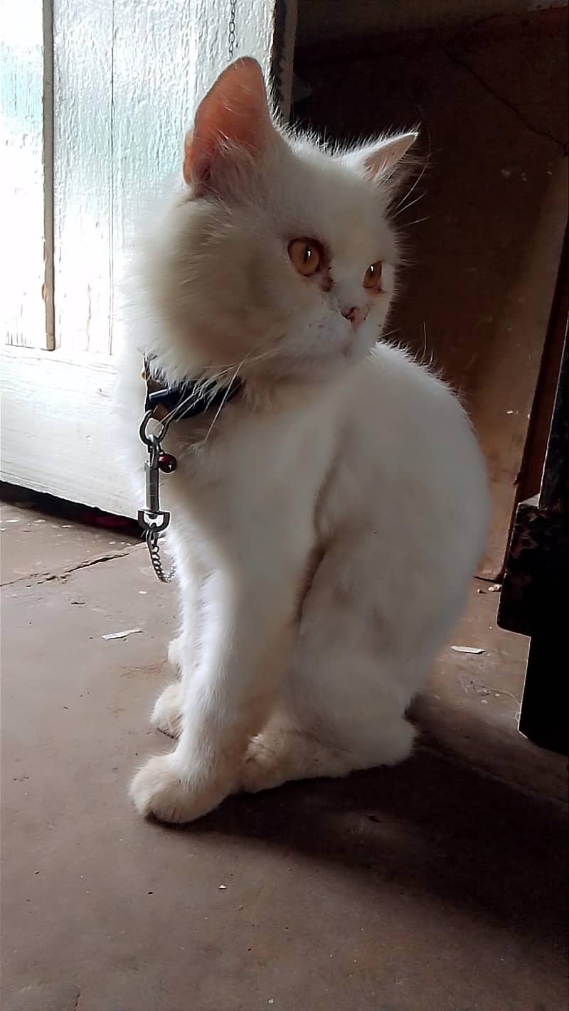 two code Persian cat 5