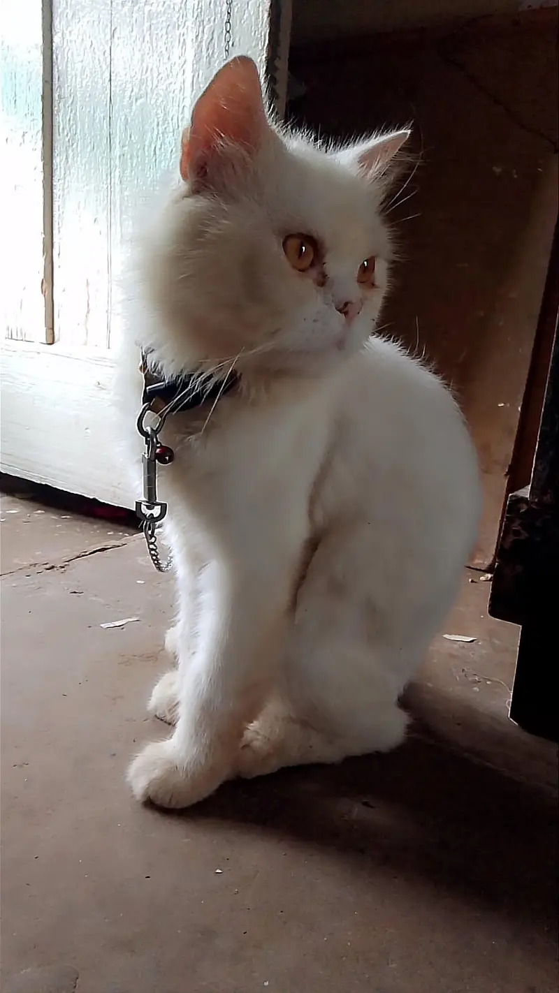 two code Persian cat — photo 6