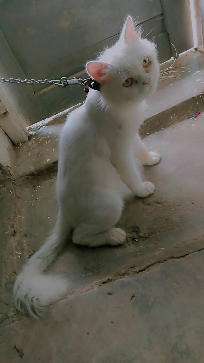two code Persian cat 6