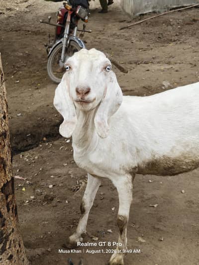 Pregnant Goat For Sale (گبھنڑ بکری بکاؤ ہے)