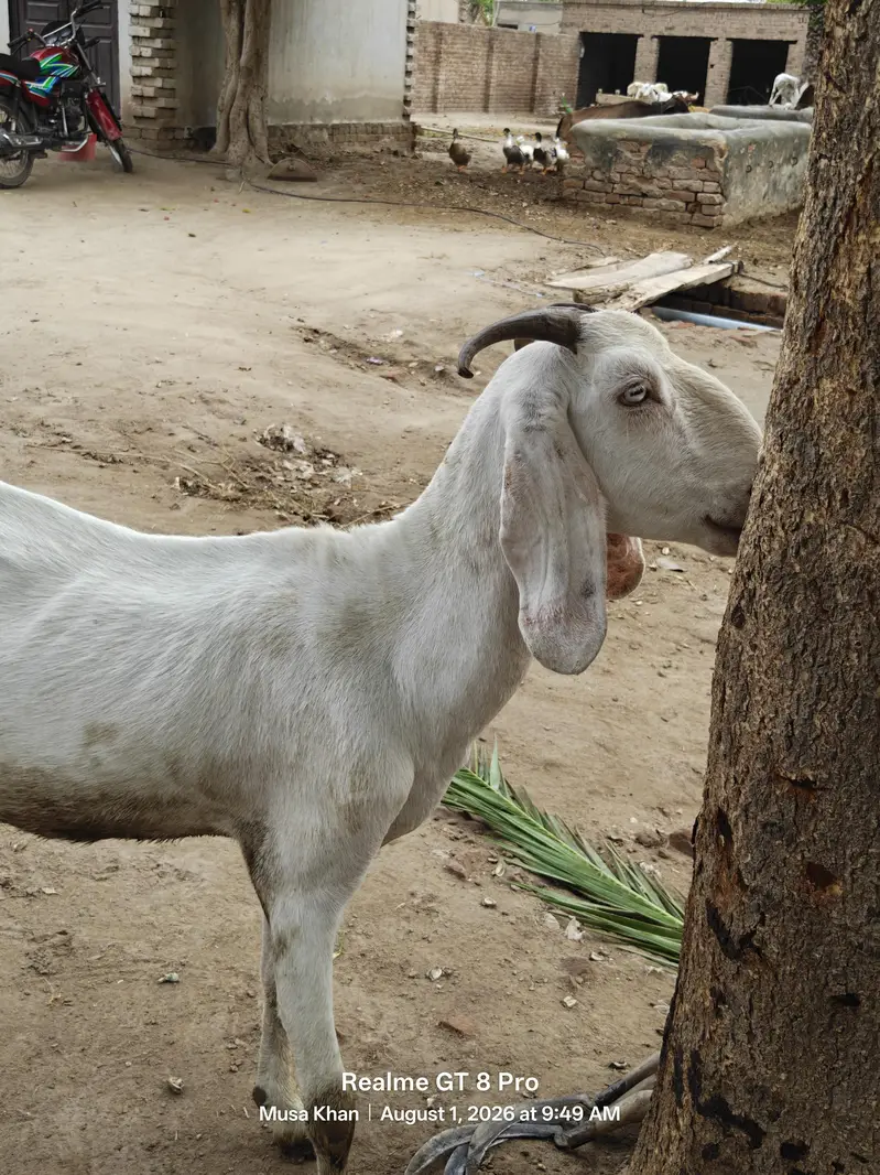 Pregnant Goat For Sale (گبھنڑ بکری بکاؤ ہے) — photo 2