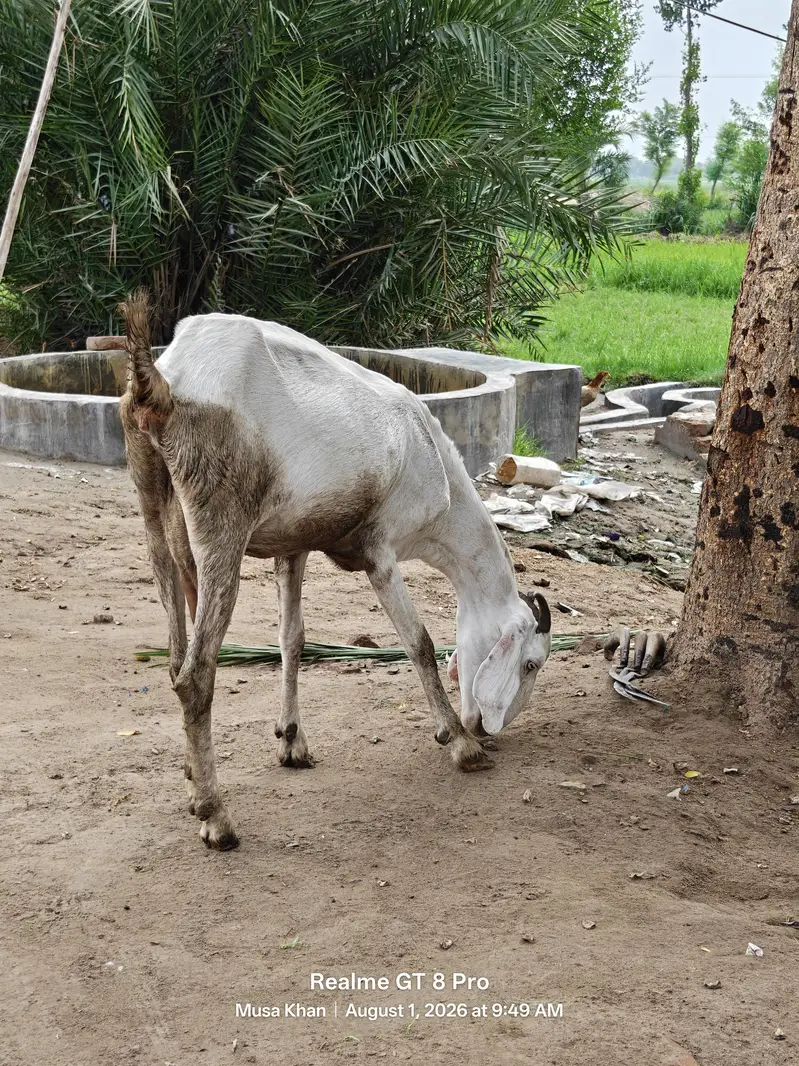 Pregnant Goat For Sale (گبھنڑ بکری بکاؤ ہے) — photo 3