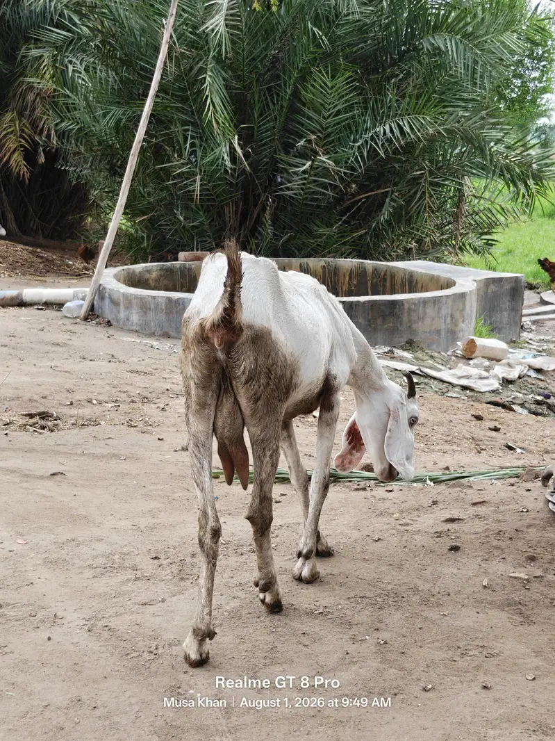 Pregnant Goat For Sale (گبھنڑ بکری بکاؤ ہے) — photo 4
