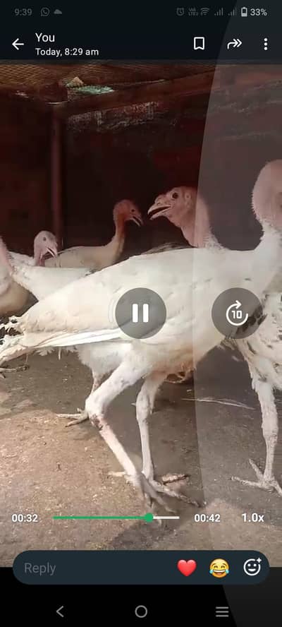 turkey for sale