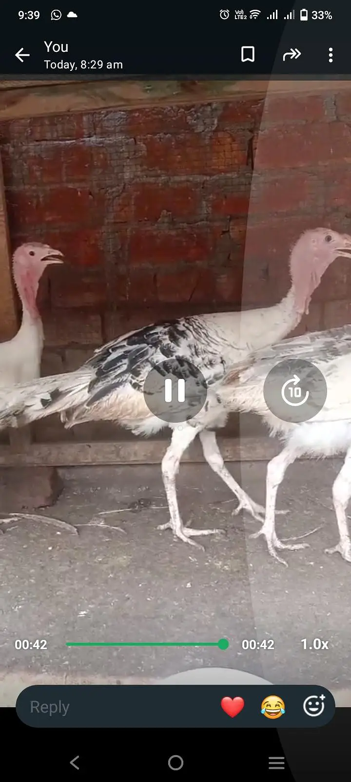 turkey for sale — photo 2