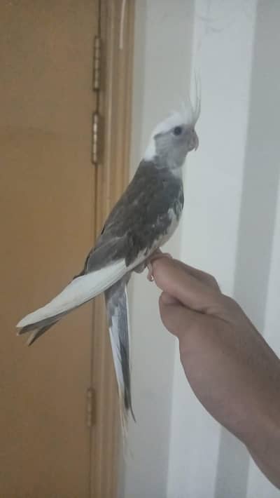 hand tame friendly trained ( urgent sell)