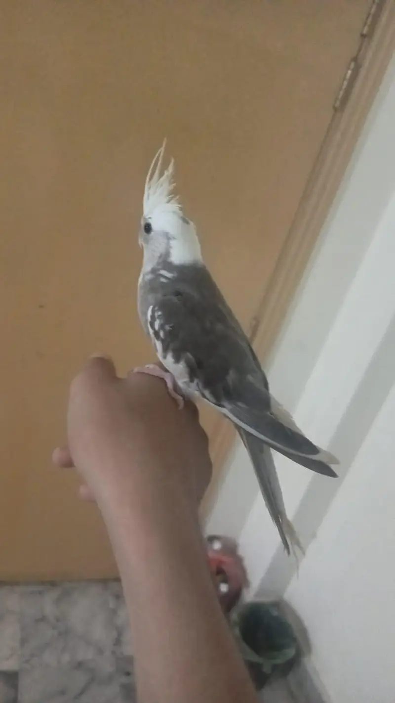 hand tame friendly trained ( urgent sell) — photo 2