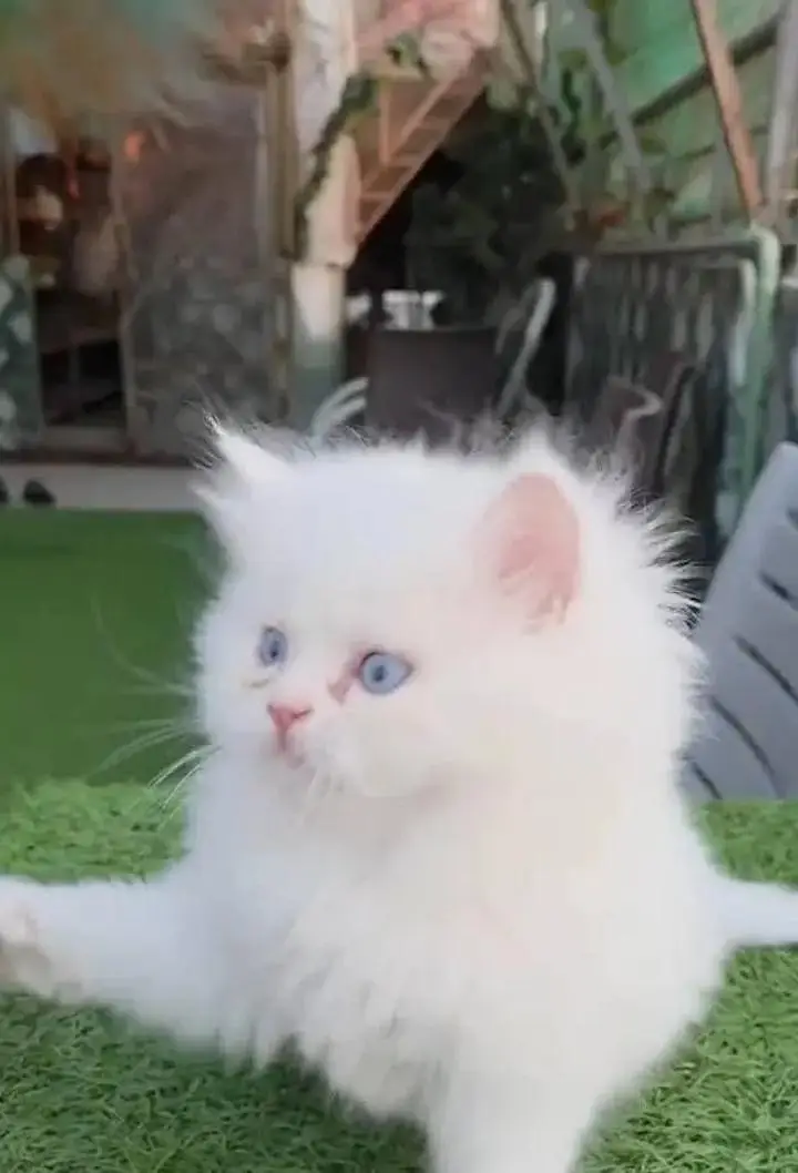 Persian female kitten for sale 0346+4647+379 — photo 2