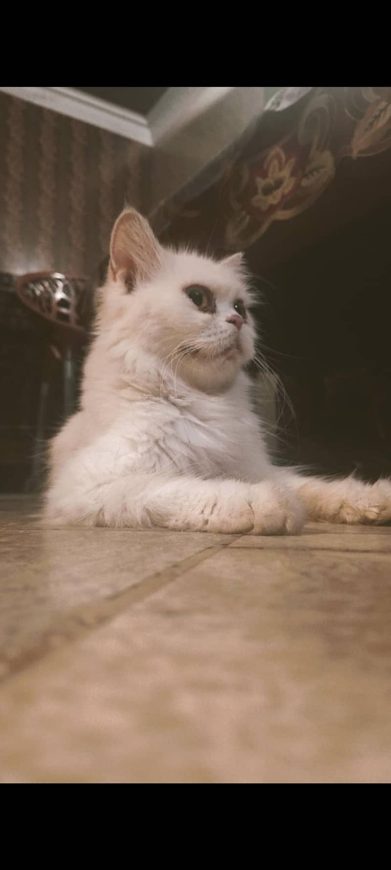 unique breed 0