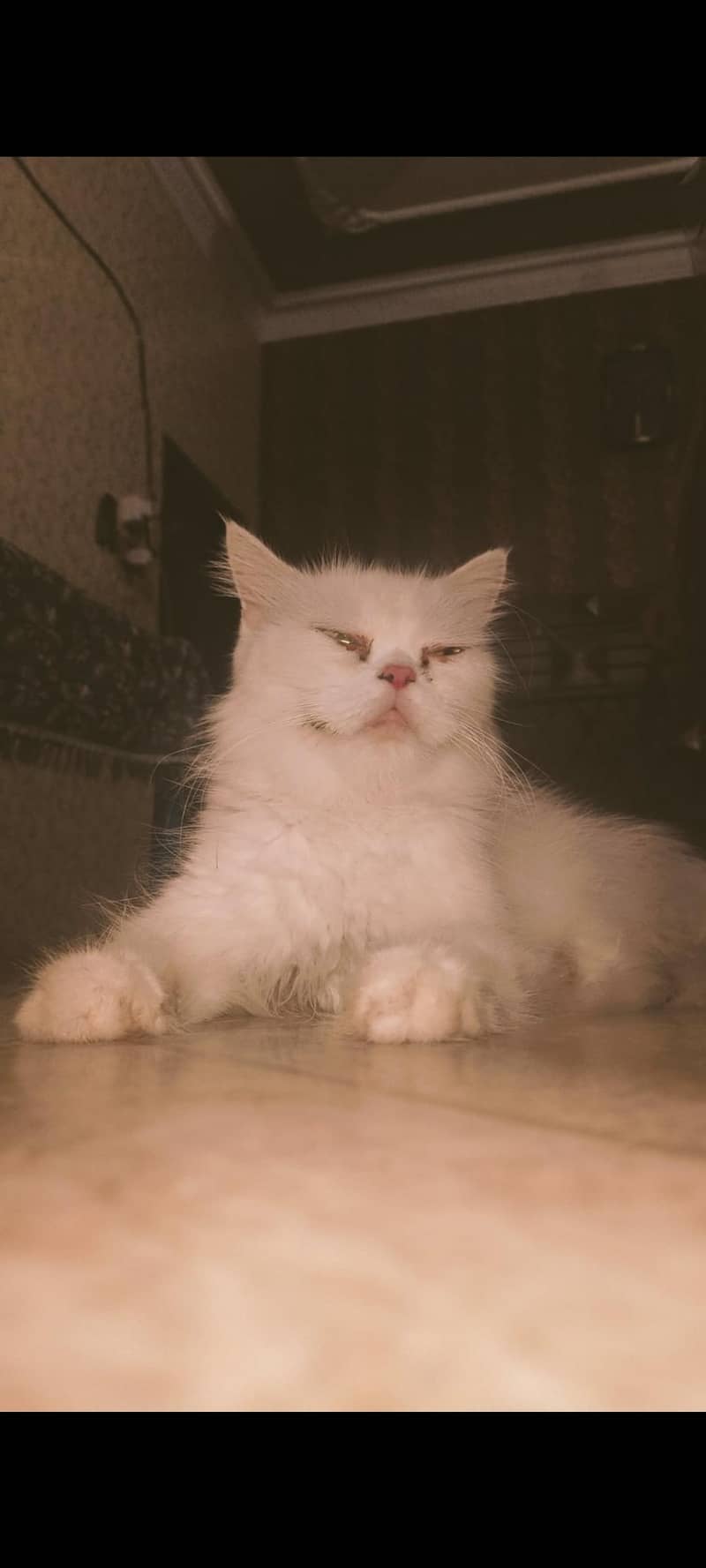 unique breed 1