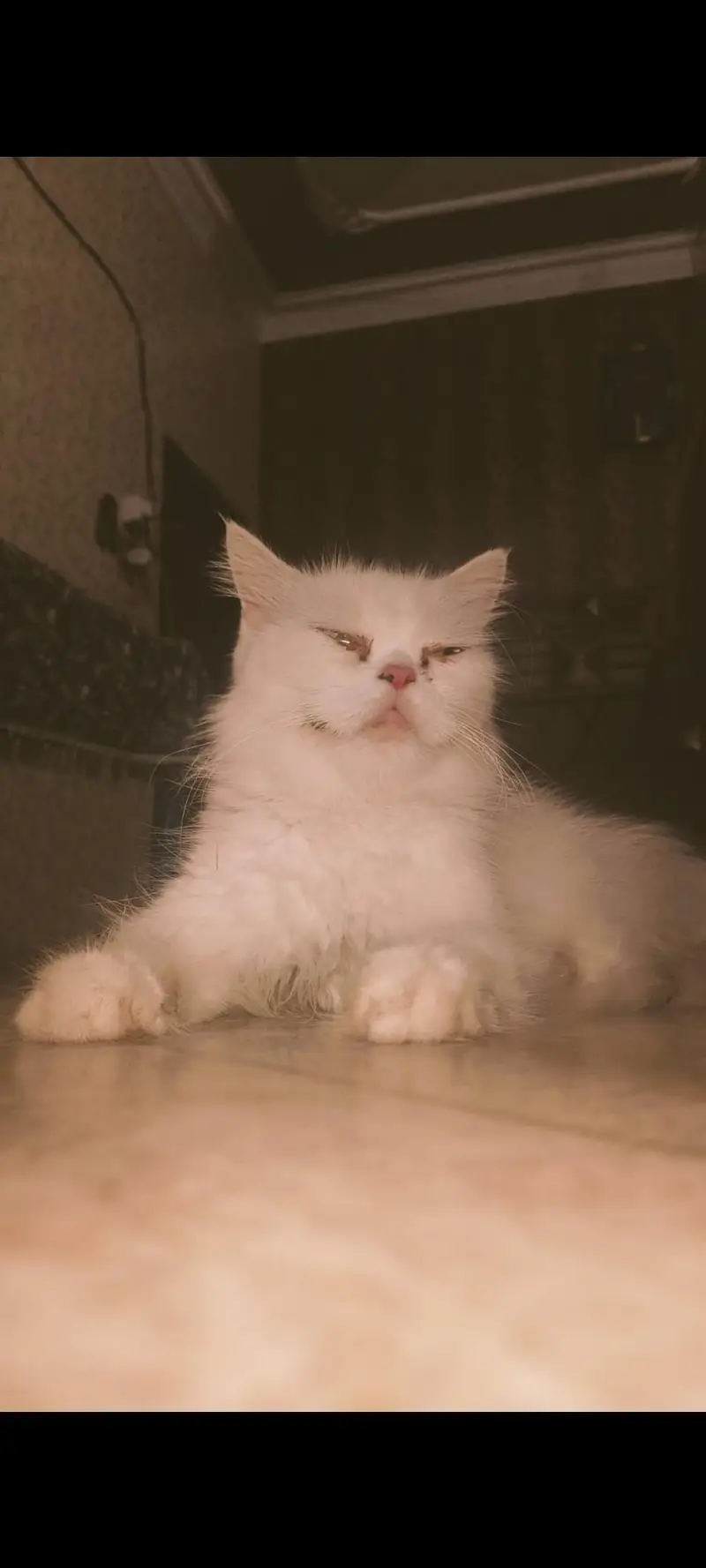 unique breed — photo 2