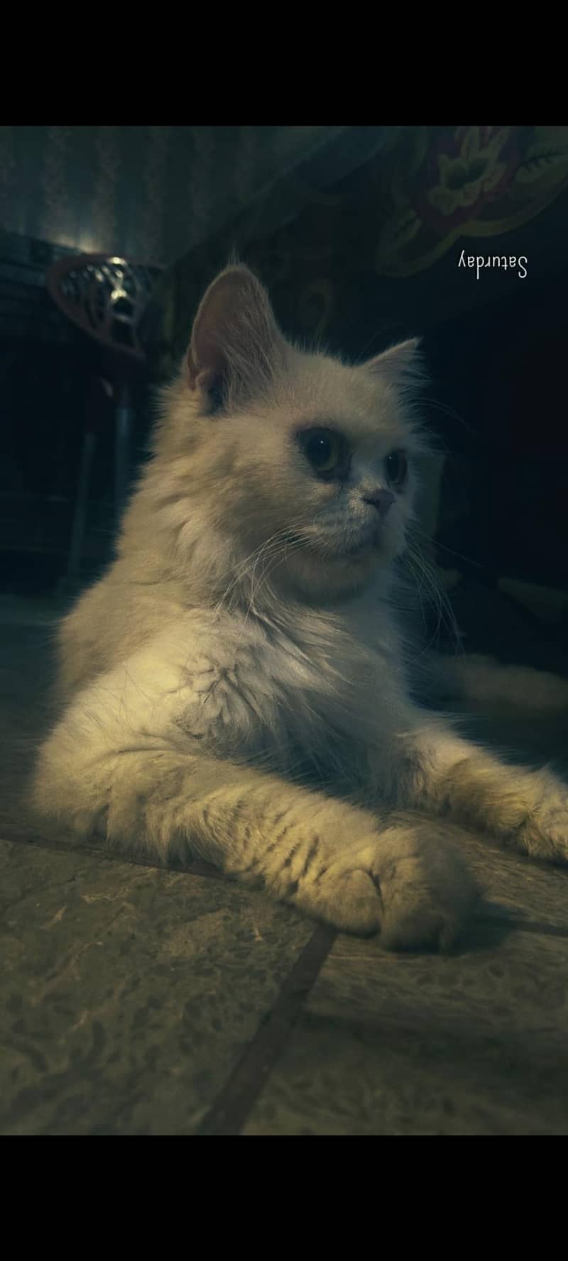 unique breed 2