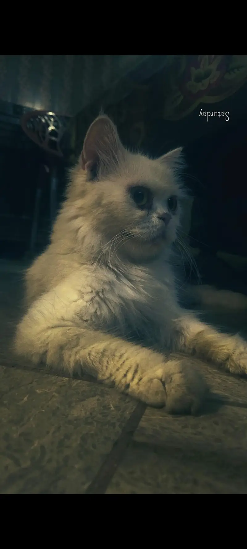 unique breed — photo 3