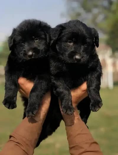 Black Shepherd Puppy Pair | Long Coat | gsd | Dog For sale | Puppies