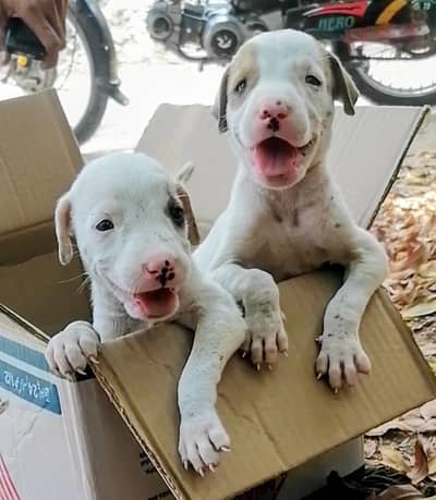 gultair male female available