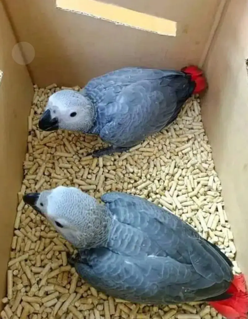 African grey parrot chicks for sale 0335/4887/932 — photo 3