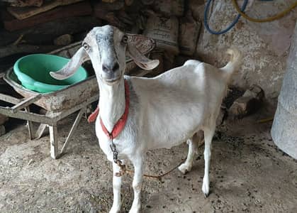 ghaban goat for sale
