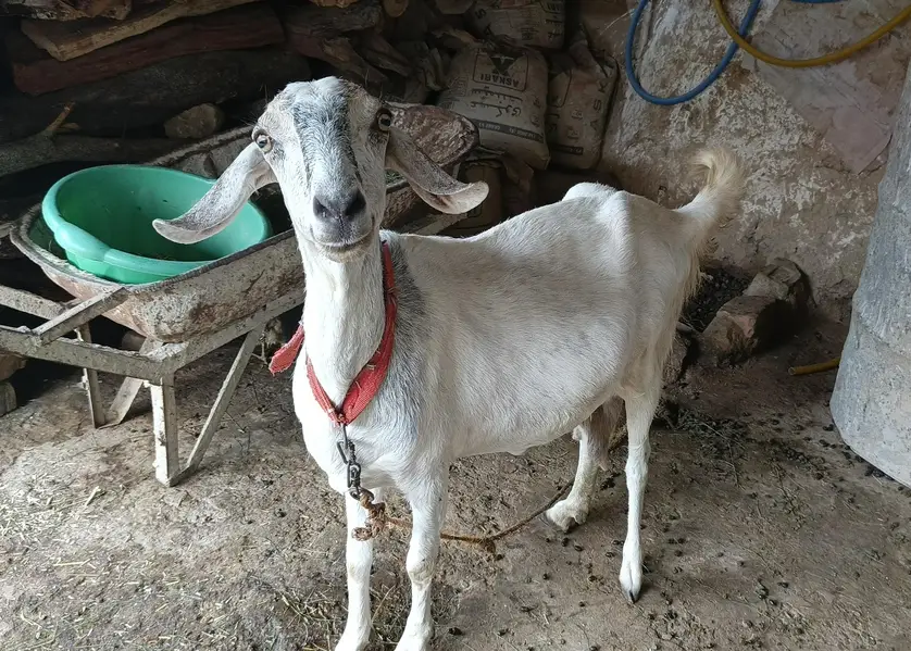 pregnant (gabban) goat for sale