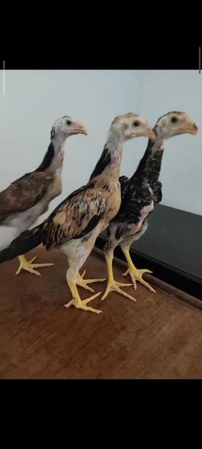 shamo chicks / parrot beak chicks