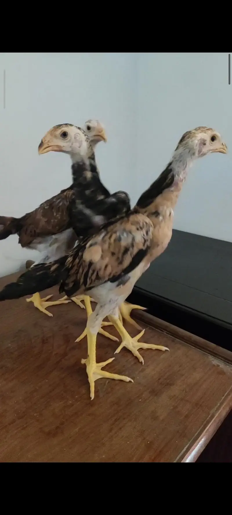 shamo chicks / parrot beak chicks — photo 2