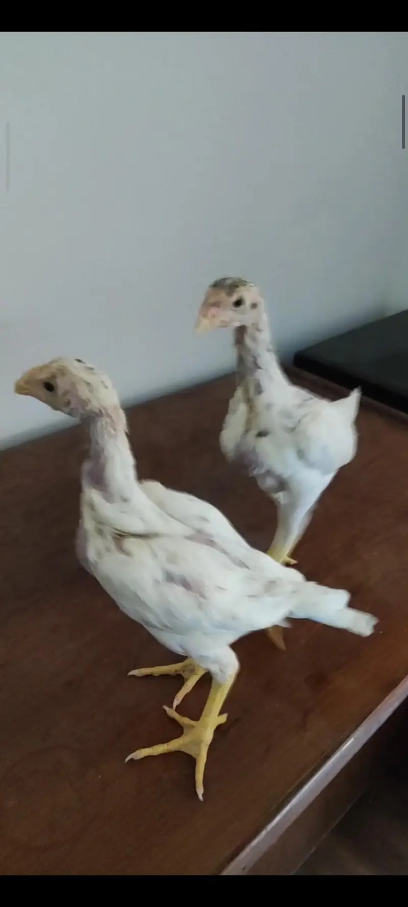 shamo chicks / parrot beak chicks — photo 4