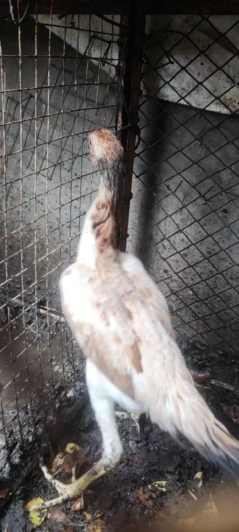 shamo chicks / parrot beak chicks — photo 5