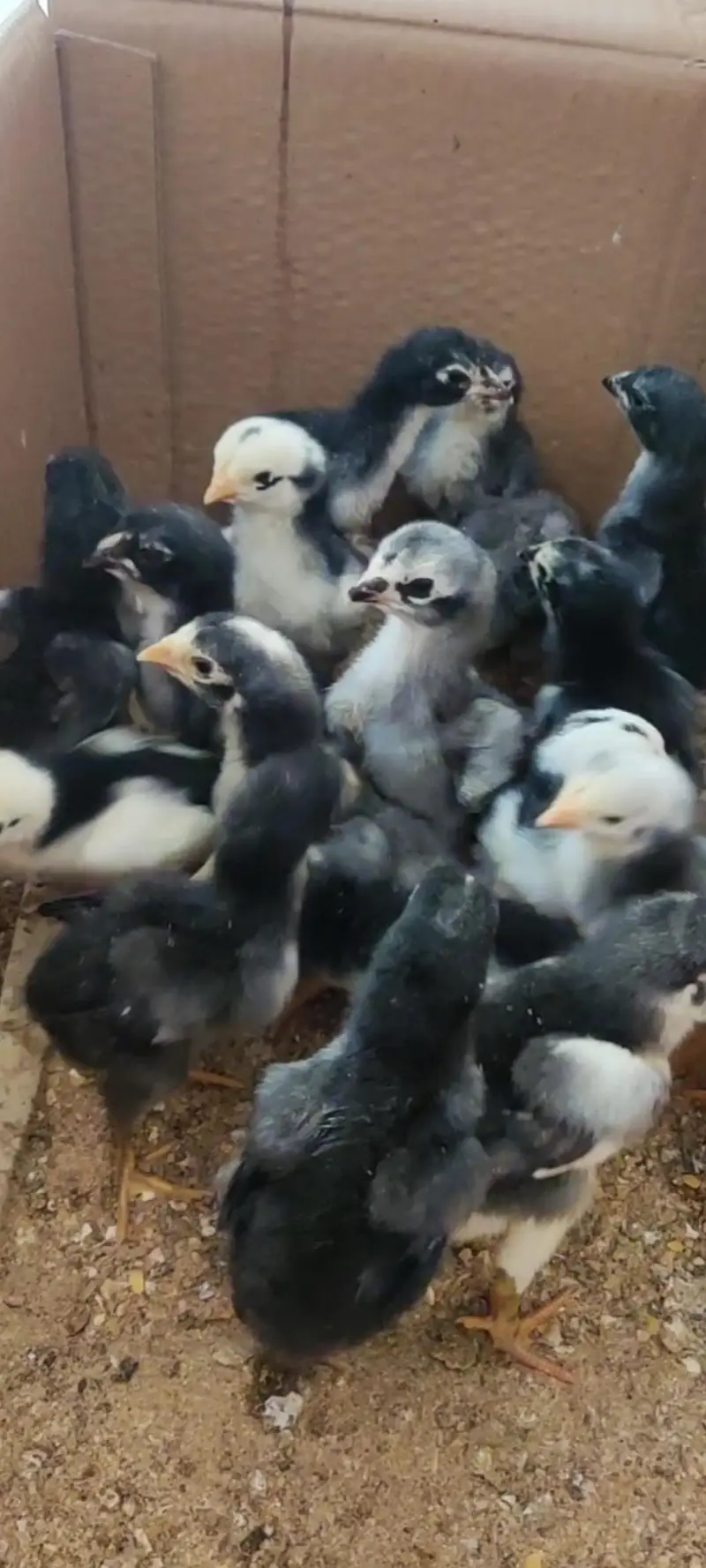 shamo chicks / parrot beak chicks — photo 6