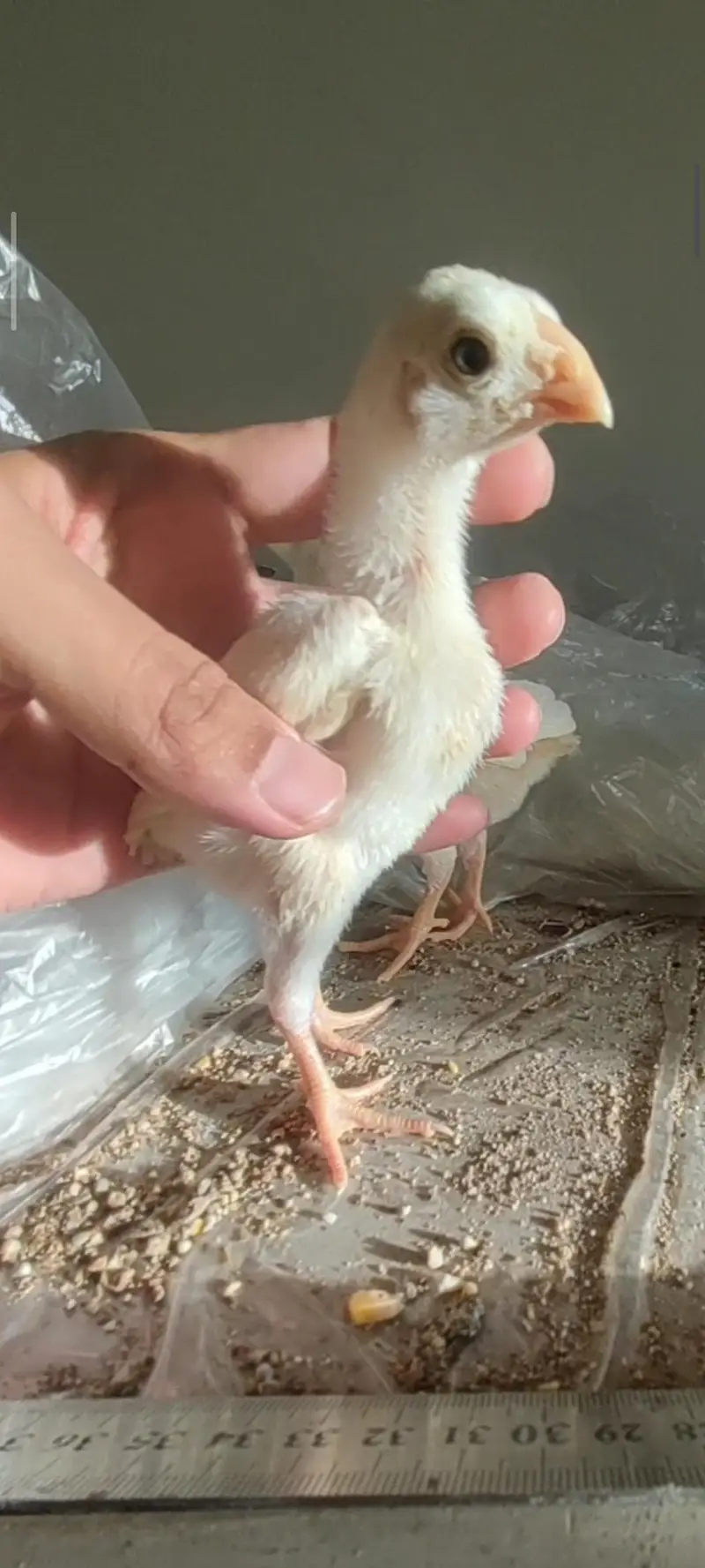 shamo chicks / parrot beak chicks — photo 7