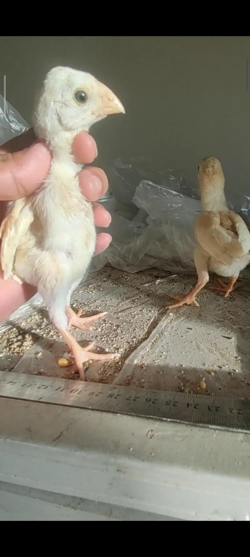 shamo chicks / parrot beak chicks — photo 8