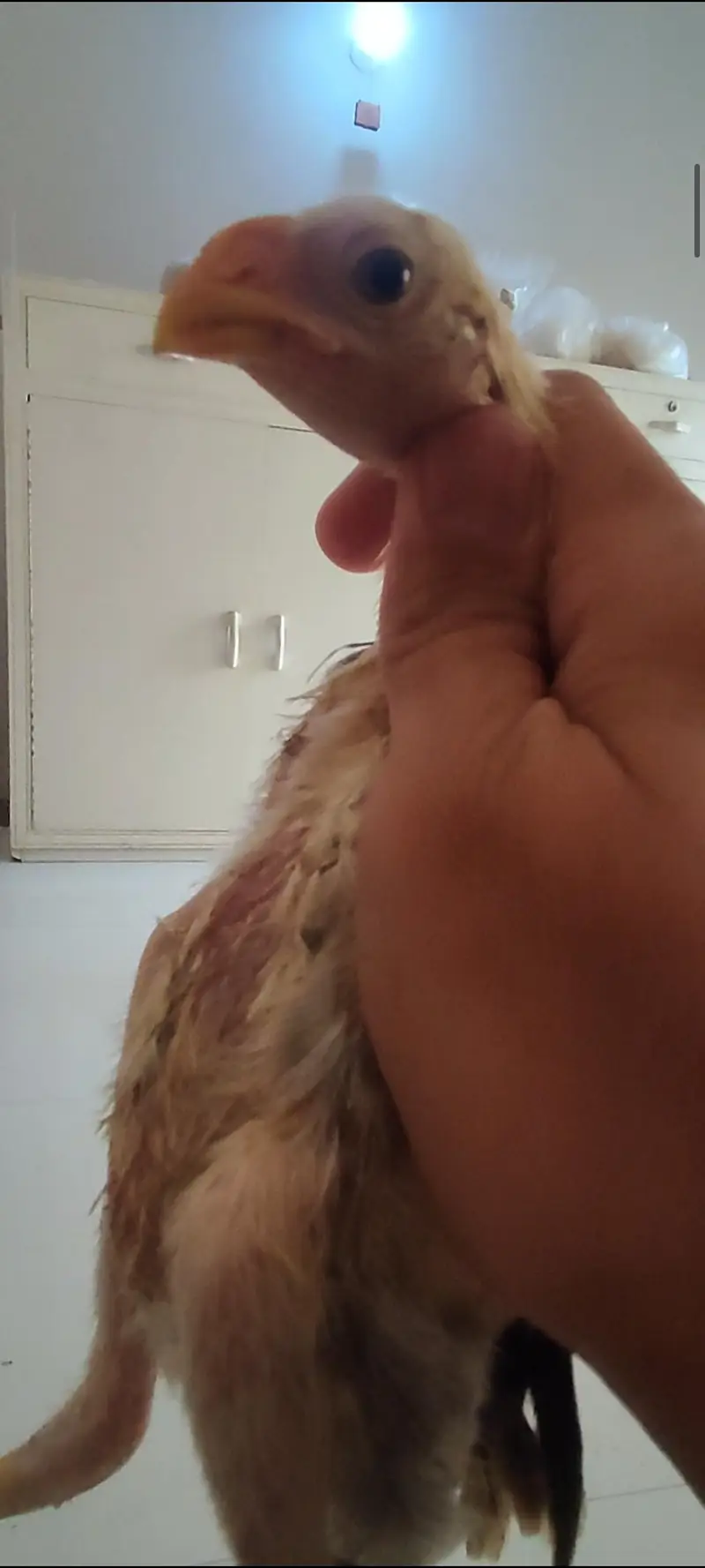 shamo chicks / parrot beak chicks — photo 10