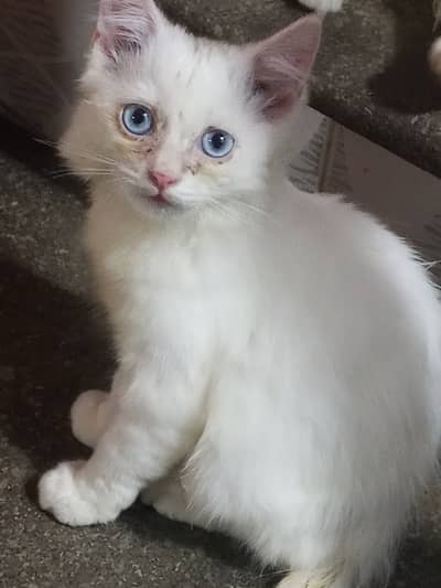 Beautiful persion cate
